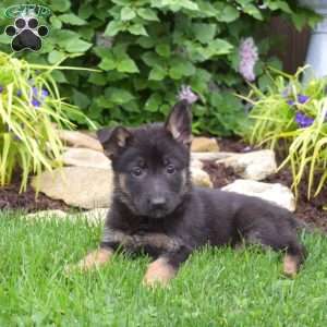 Mocha, German Shepherd Puppy