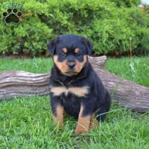 Mocha, Rottweiler Puppy