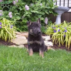 Mocha, German Shepherd Puppy