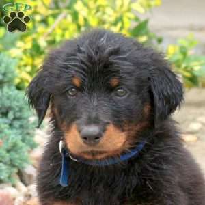 Mocha, English Shepherd Mix Puppy