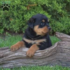 Mocha, Rottweiler Puppy