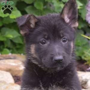 Mocha, German Shepherd Puppy