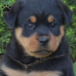 Mocha, Rottweiler Puppy