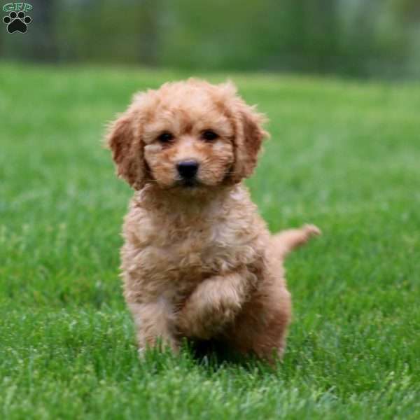 Mocha, Mini Goldendoodle Puppy