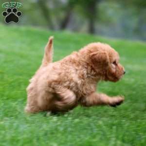 Mocha, Mini Goldendoodle Puppy