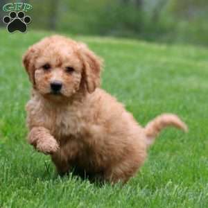 Mocha, Mini Goldendoodle Puppy