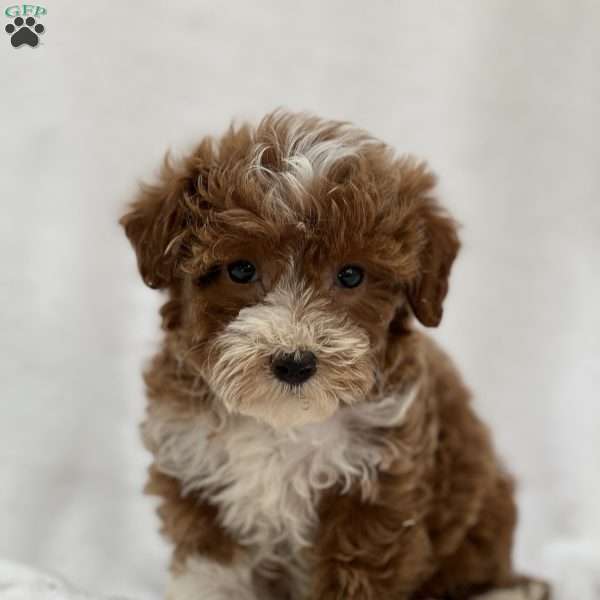 Mochi, Mini Goldendoodle Puppy