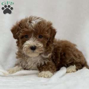 Mochi, Mini Goldendoodle Puppy