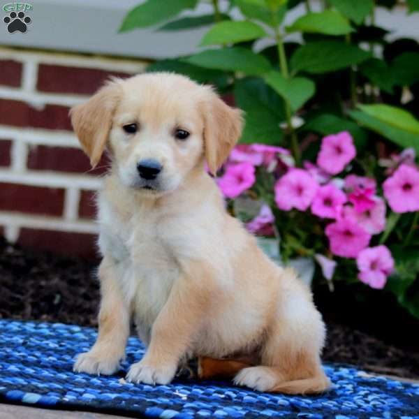 Mojo, Golden Retriever Puppy