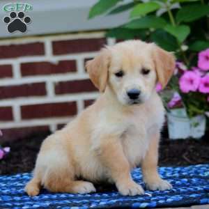 Mojo, Golden Retriever Puppy