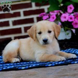 Mojo, Golden Retriever Puppy