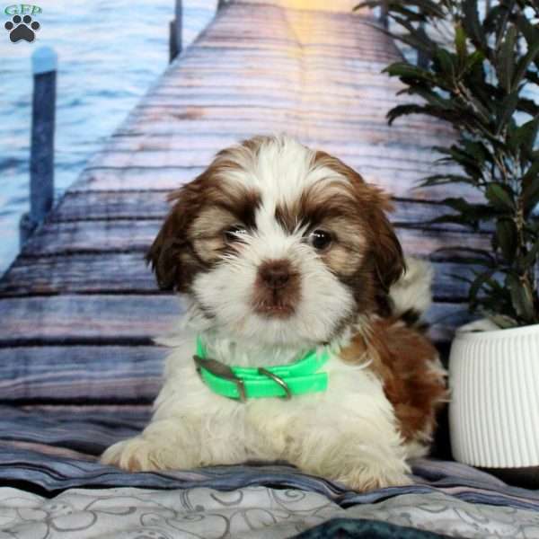 Mollie, Shih Tzu Puppy