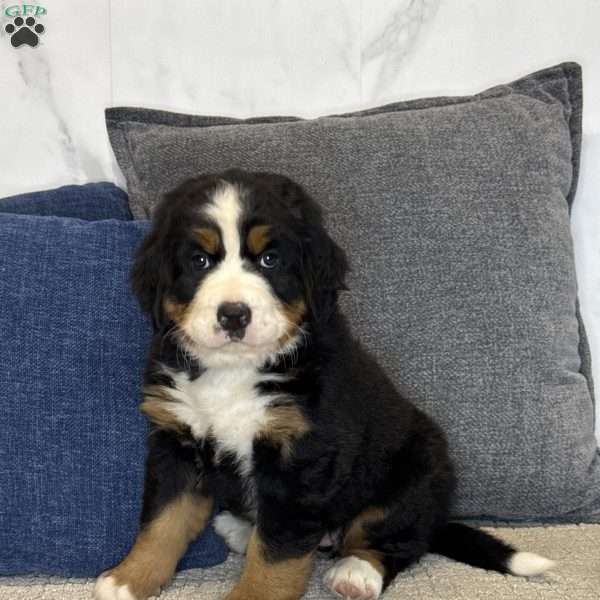 Molly, Bernese Mountain Dog Puppy