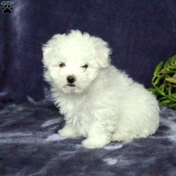 Molly, Maltichon Puppy