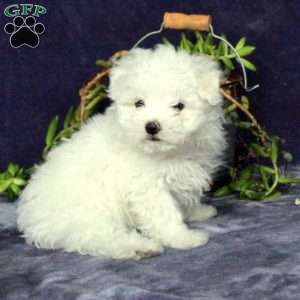 Molly, Maltichon Puppy