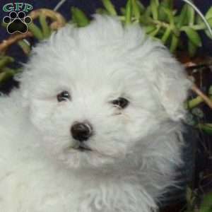 Molly, Maltichon Puppy