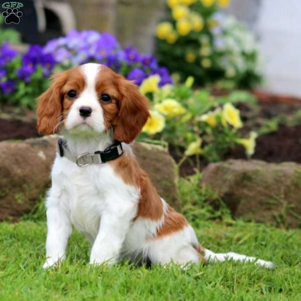 Molly, Cavalier King Charles Spaniel Puppy