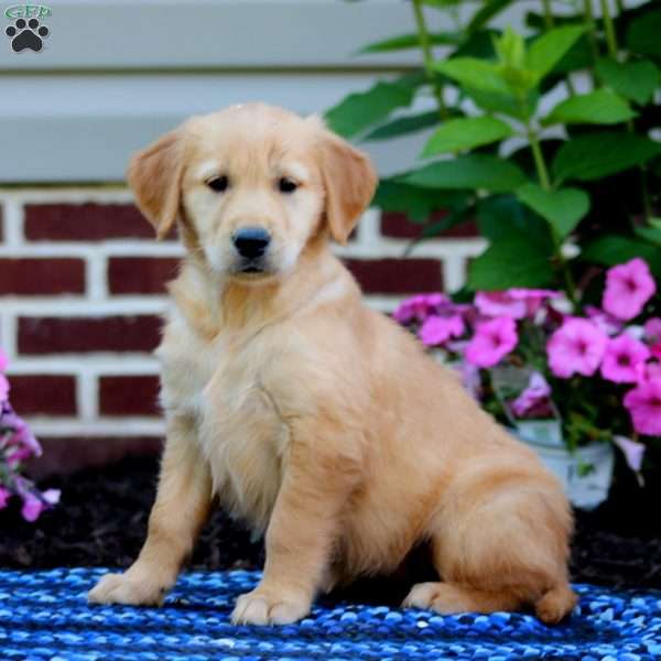 Molly, Golden Retriever Puppy