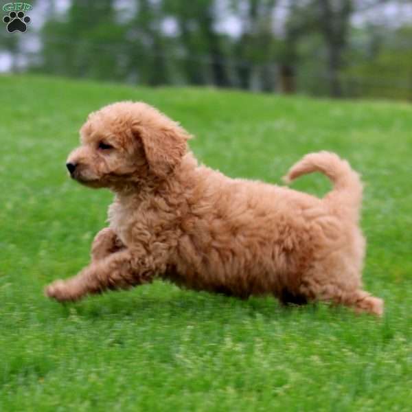 Molly, Mini Goldendoodle Puppy