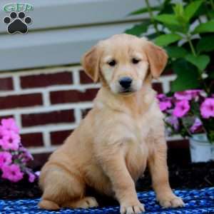 Molly, Golden Retriever Puppy