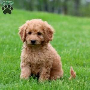 Molly, Mini Goldendoodle Puppy