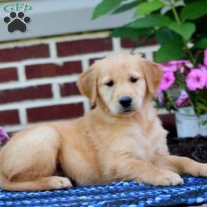 Molly, Golden Retriever Puppy