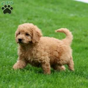 Molly, Mini Goldendoodle Puppy