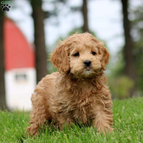 Monica, Cockapoo Puppy