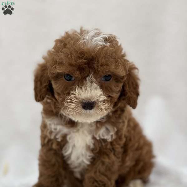 Moony, Mini Goldendoodle Puppy