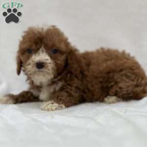 Moony, Mini Goldendoodle Puppy