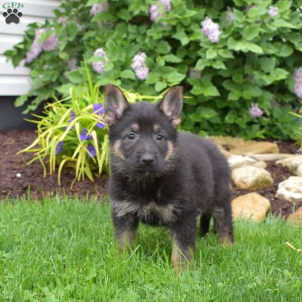Moose, German Shepherd Puppy