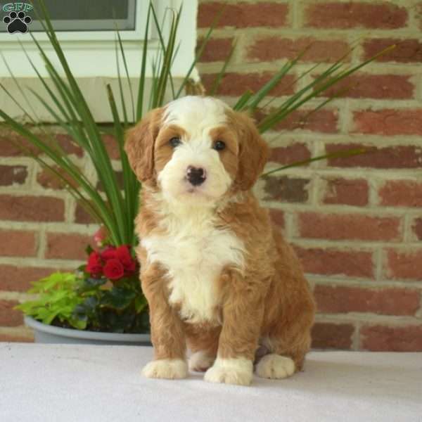 Moose, Mini Bernedoodle Puppy