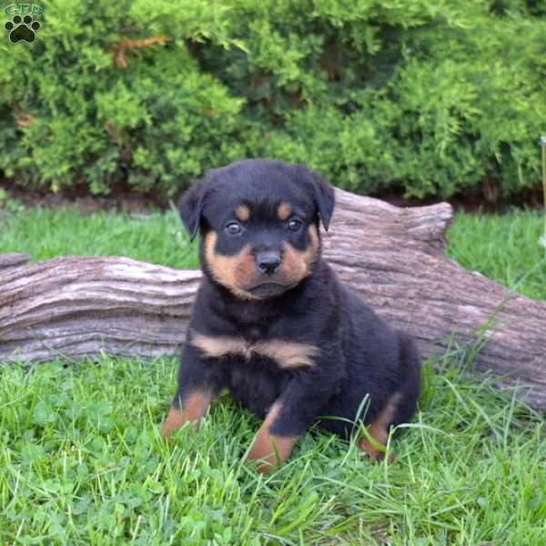 Moose, Rottweiler Puppy