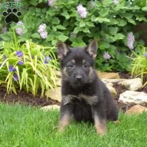 Moose, German Shepherd Puppy