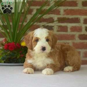 Moose, Mini Bernedoodle Puppy
