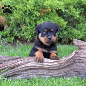 Moose, Rottweiler Puppy