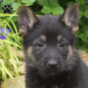 Moose, German Shepherd Puppy