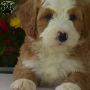 Moose, Mini Bernedoodle Puppy