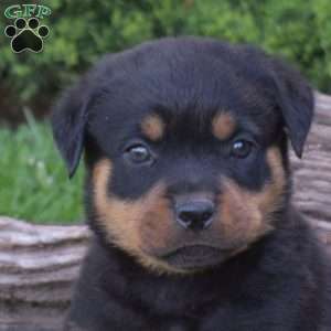 Moose, Rottweiler Puppy
