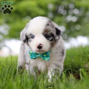 Moto, Miniature Australian Shepherd Puppy