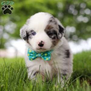 Moto, Miniature Australian Shepherd Puppy
