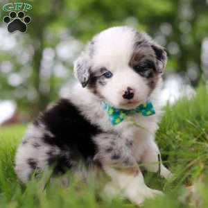 Moto, Miniature Australian Shepherd Puppy