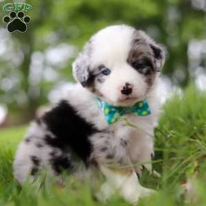 Moto, Miniature Australian Shepherd Puppy