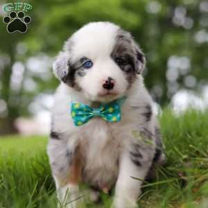 Moto, Miniature Australian Shepherd Puppy