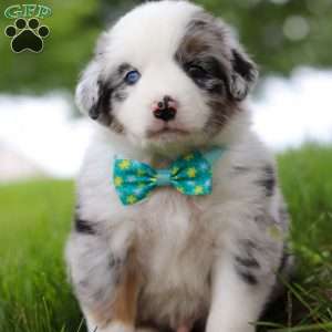 Moto, Miniature Australian Shepherd Puppy