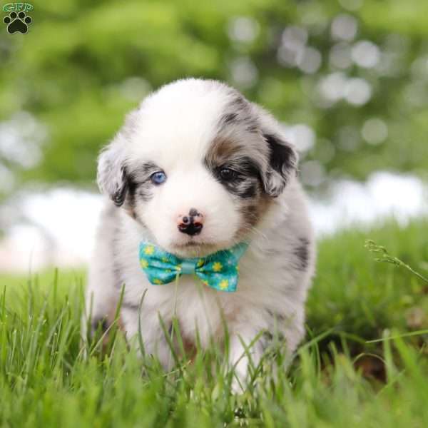 Moto, Miniature Australian Shepherd Puppy