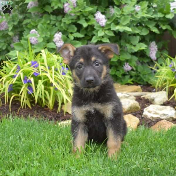 Motor, German Shepherd Puppy