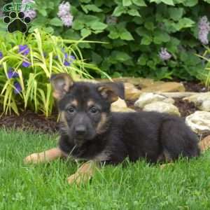 Motor, German Shepherd Puppy