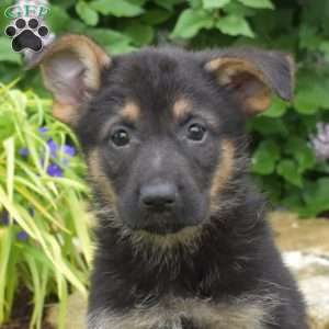 Motor, German Shepherd Puppy