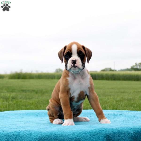 Mountain Dew, Boxer Puppy